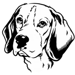 Hondenras: Beagle