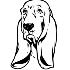 Hondenras: Bloedhond