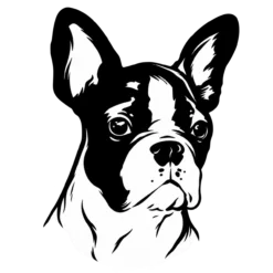 Hondenras: boston terriër