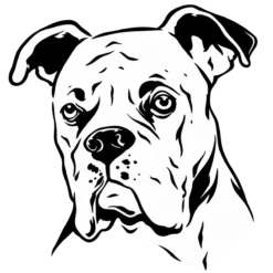 Hondenras: Boxer