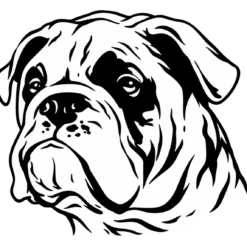 Hondenras: Engelse buldog