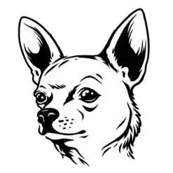 Hondenras: Chihuahua