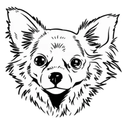 Hondenras: Chihuahua langhaar