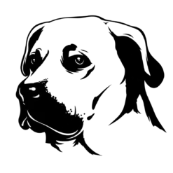 Hondenras: labrador