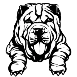Hondenras: shar-pei