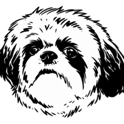 Hondenras: Shih-tzu